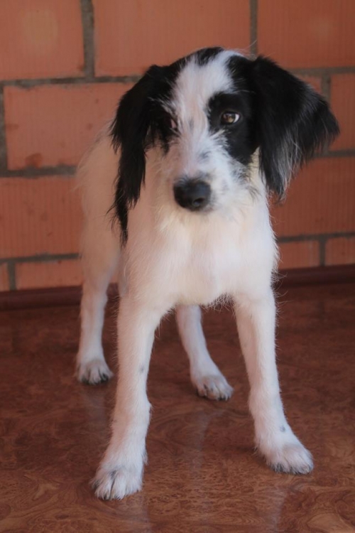 ბალონკა უსახელო