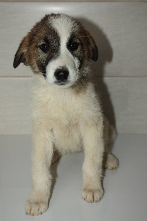 მეტისი უსახელო