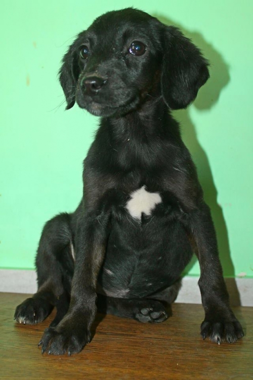 მეტისი უსახელო