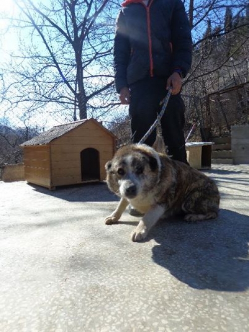 ქართული ქოფაკი ბიბი