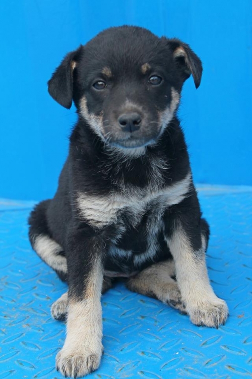 გერმანული ნაგაზის მეტისი უსახელო