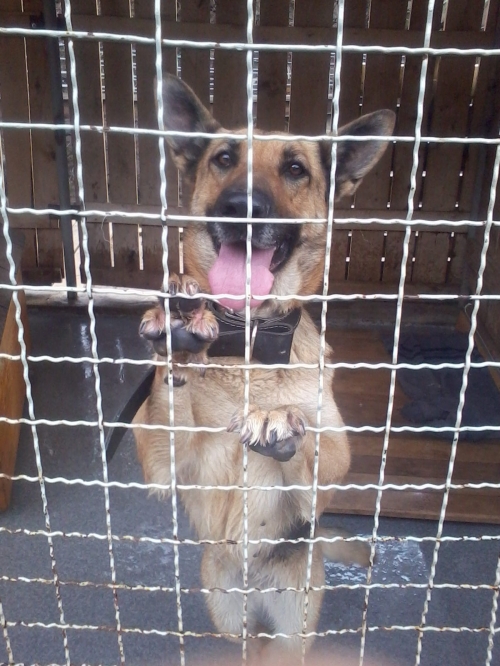 გერმანული ნაგაზი ალფა