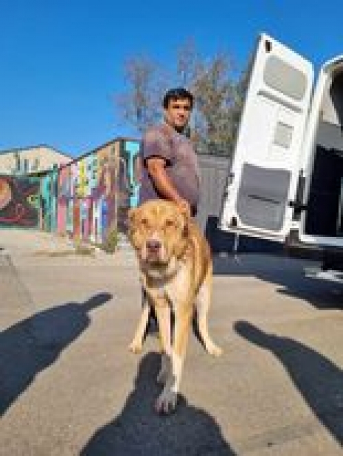 ქართული ნაგაზი გადმოყვანილია მუნიციპალური თავშესაფრიდან