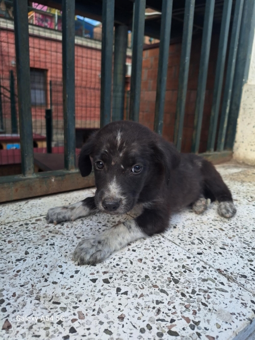 მეტისი უსახელო დატოვეს თავშესაფართან