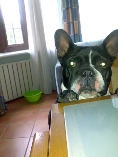 * გაჩუქებულები დაკი