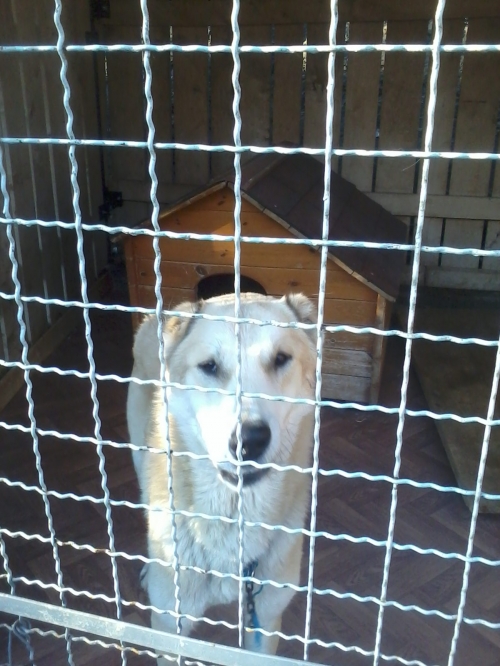 ქართული ნაგაზი ბალუ