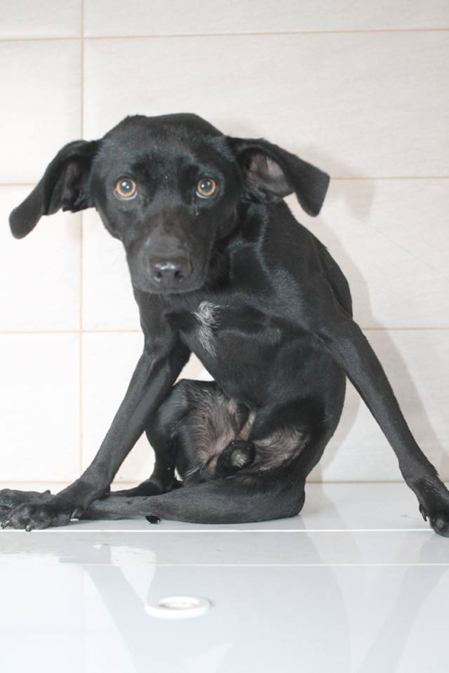 მეტისი უსახელო