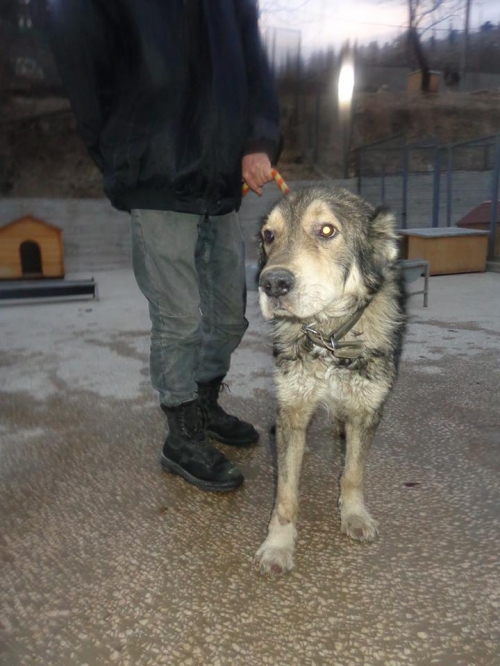 ქართული ქოფაკი ლომა