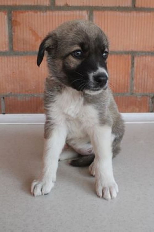 ქართული ქოფაკი უსახელო