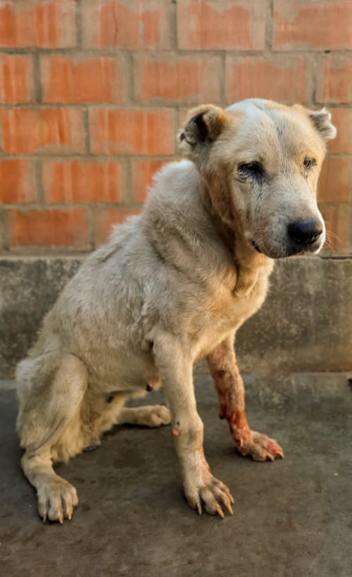 აზიური ნაგაზი ჩამოიყვანეს აბაშის რაიონიდან