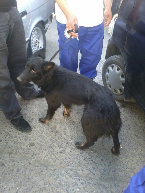 მეტისი ჩორნა