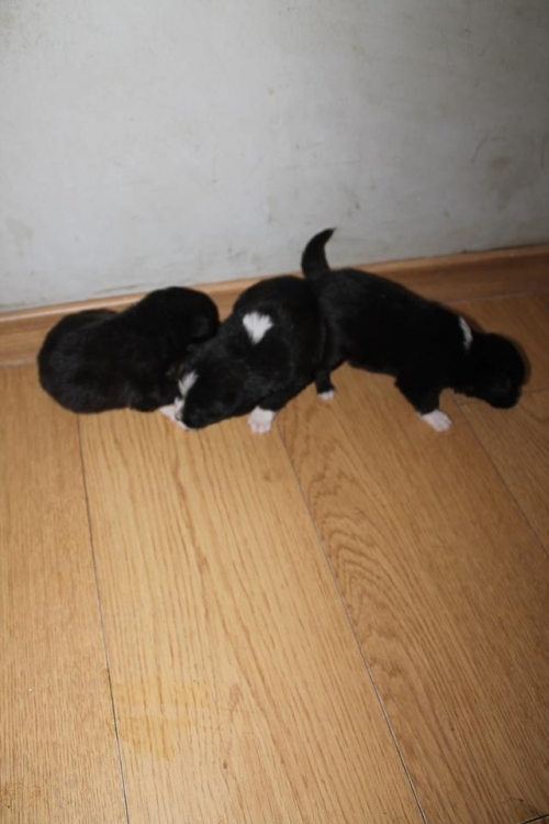 მეტისის ლეკვები უსახელო