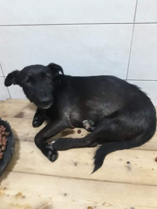 მეტისი უსახელო