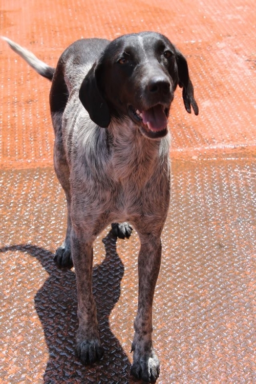 კურცხაარი უსახელო