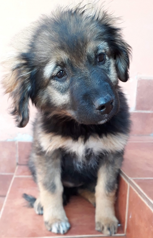 ქართული ქოფაკი უსახელო