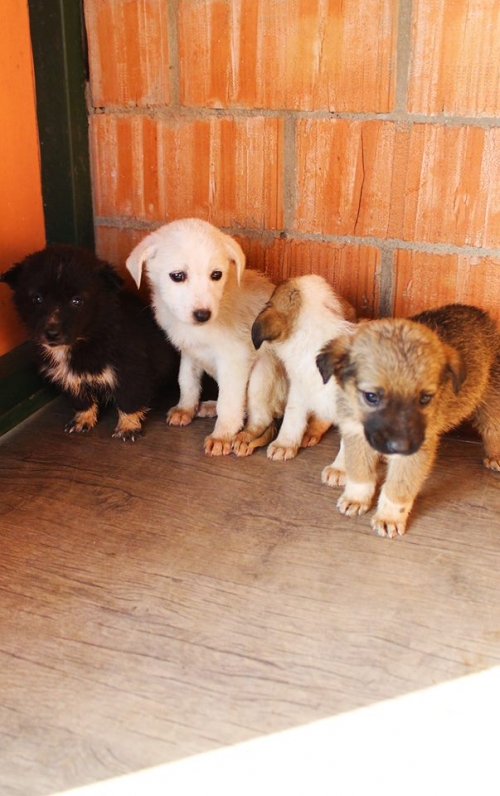 მეტისის ლეკვები უსახელო