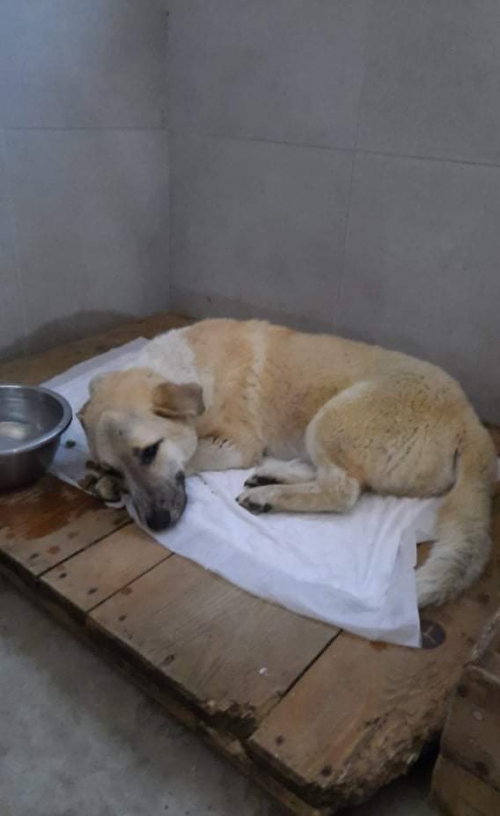 ქართული ქოფაკი კახელო