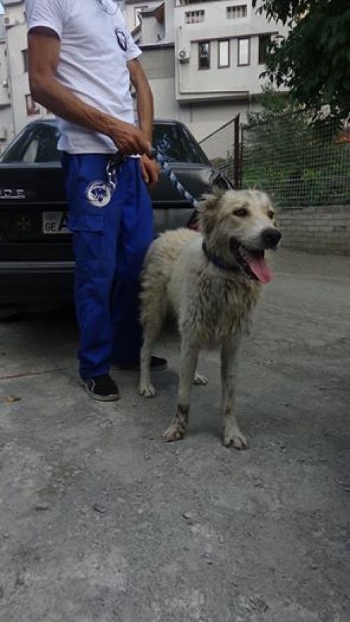 მეტისი უსახელო