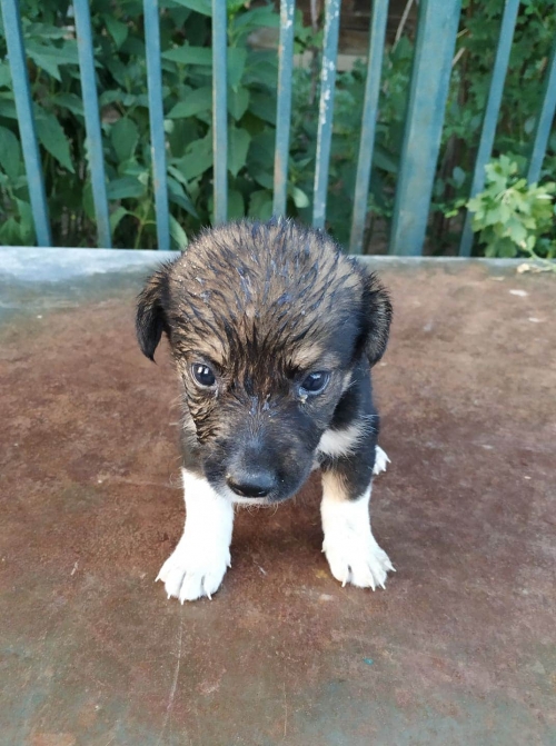 მეტისი უსახელო