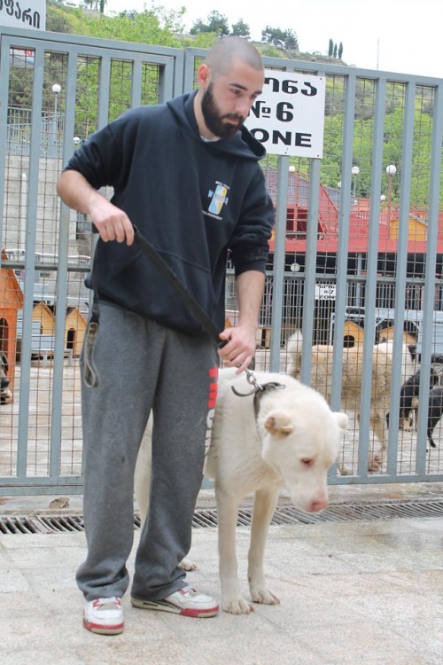 ქართული ნაგაზი ბიო