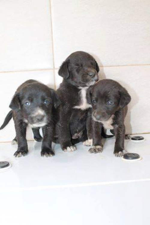 მეტისის ლეკვები უსახელო