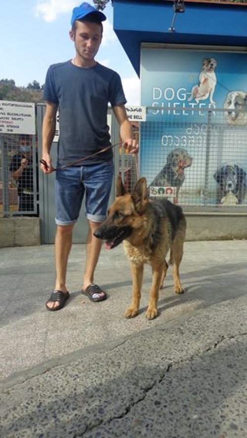 გერმანული ნაგაზი სესი