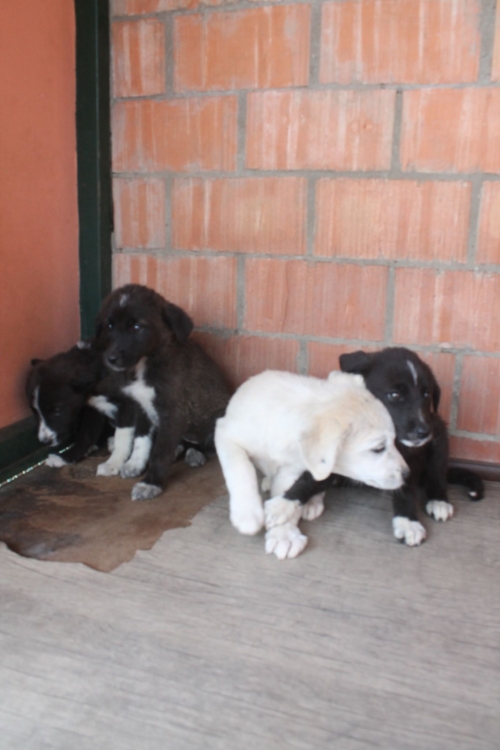 მეტისის ლეკვები უსახელო