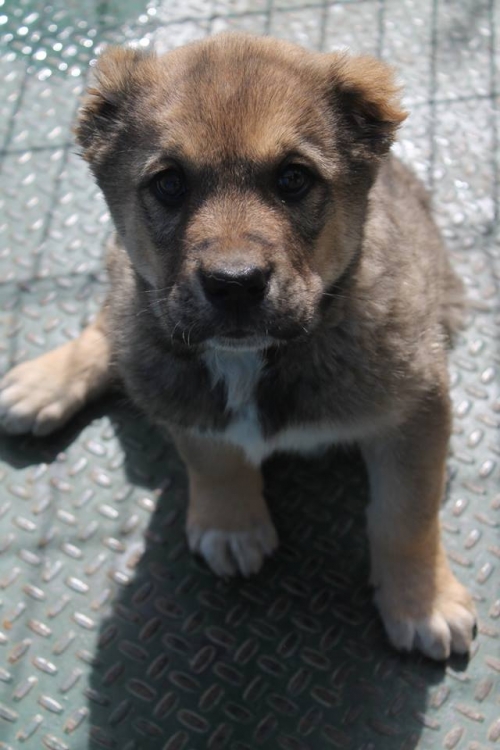 ქართული ნაგაზი უსახელო