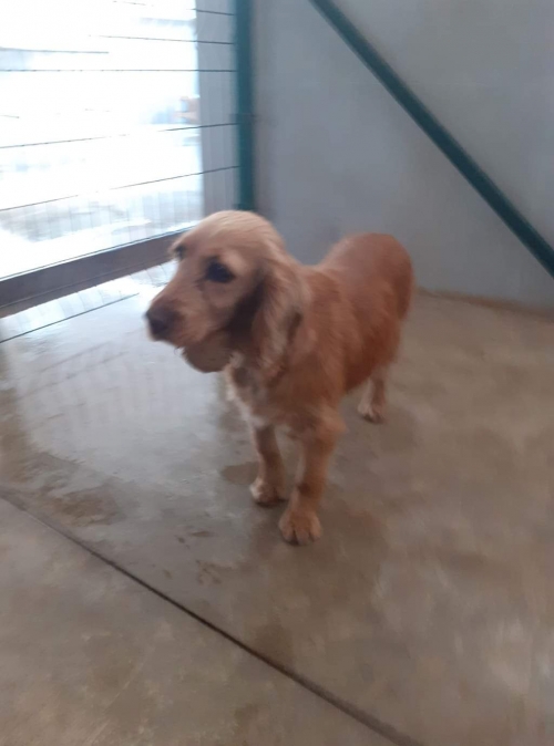 კოკერსპანიელი უსახელო