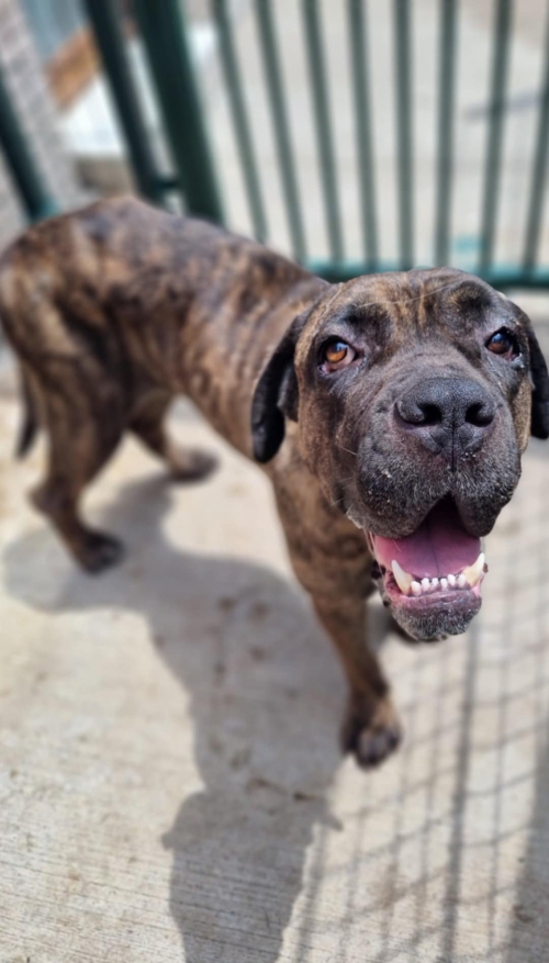 კანე კორსო ხონი