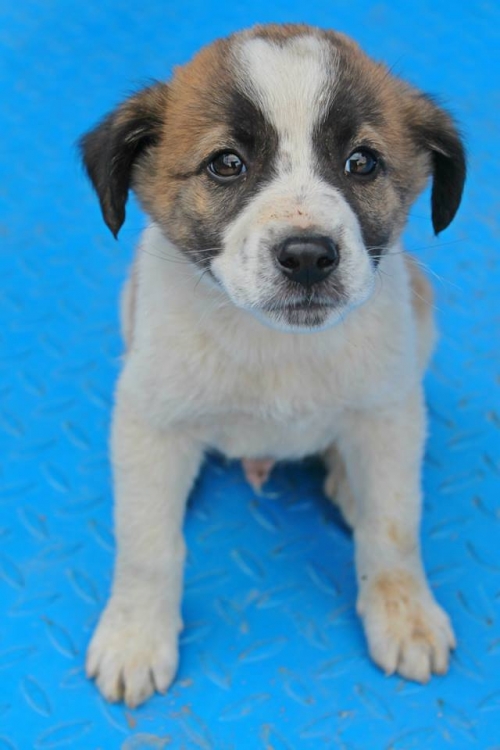 მეტისი უსახელო