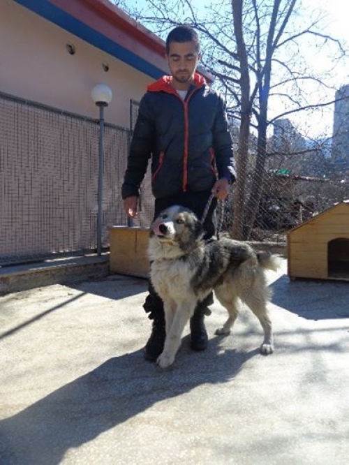 ქართული ქოფაკი უსახელო