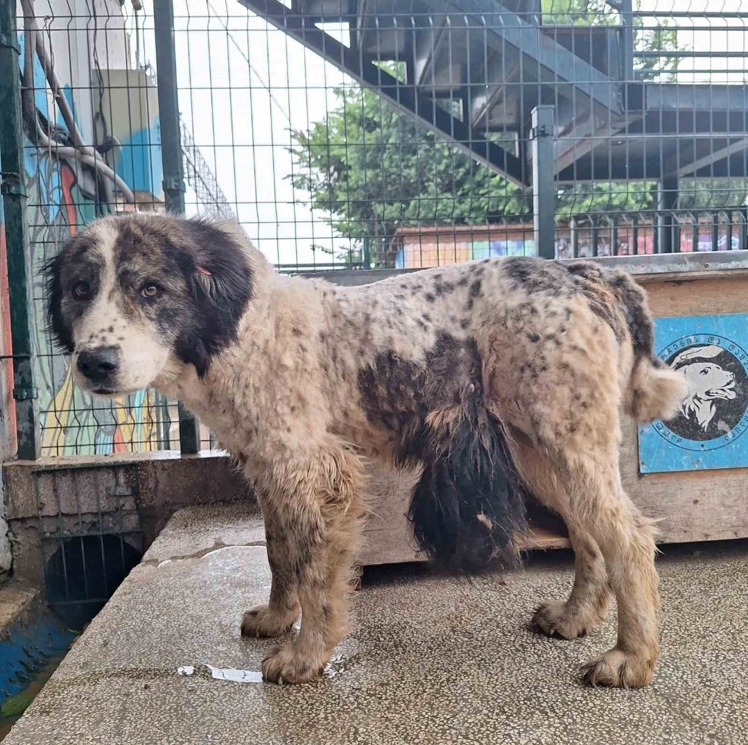 მეტისი. გარდაბანი