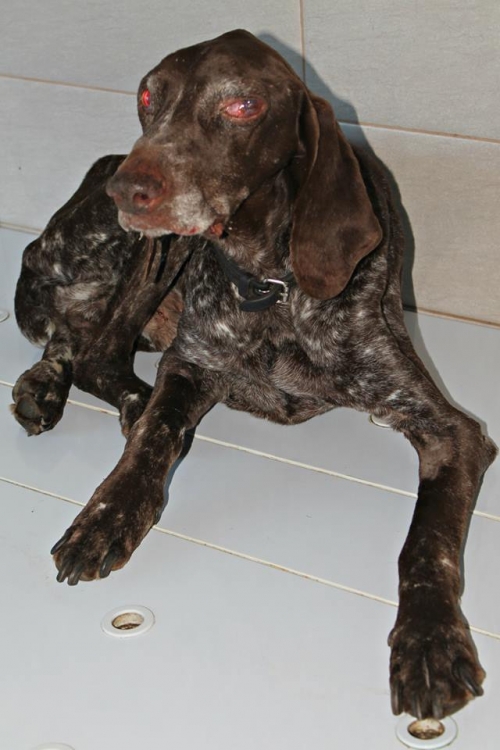 კურცხაარი უსახელო