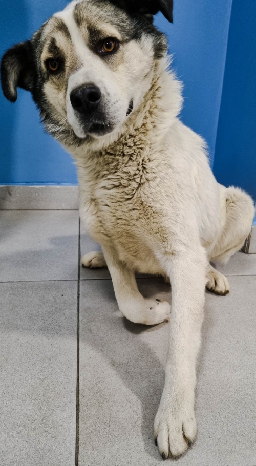 ქართული ქოფაკი წყნეთი