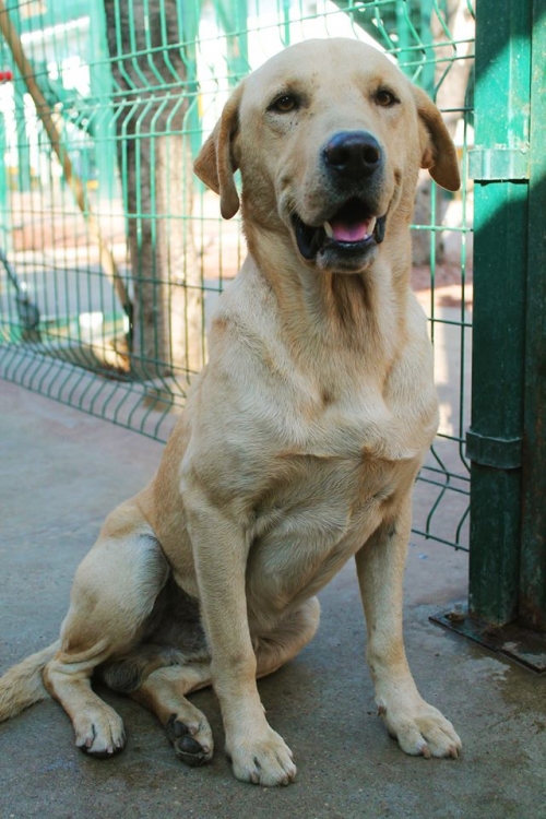 ლაბრადორი ჯიპი