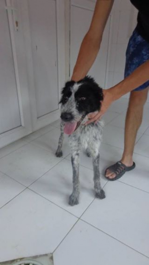 დრათხარი უცნობი