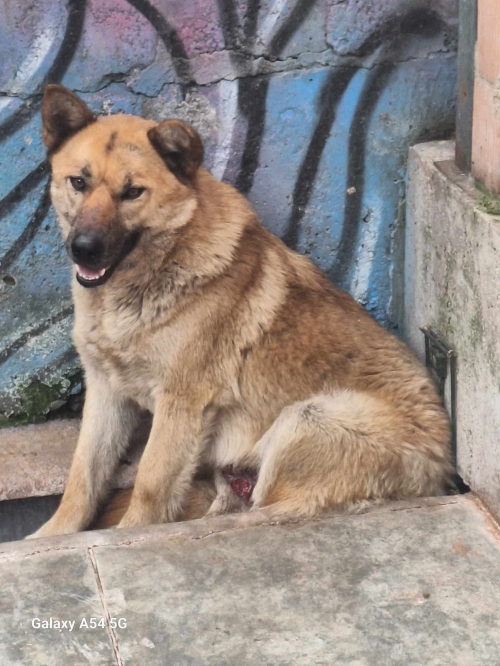 ქართული ქოფაკი თყიბული