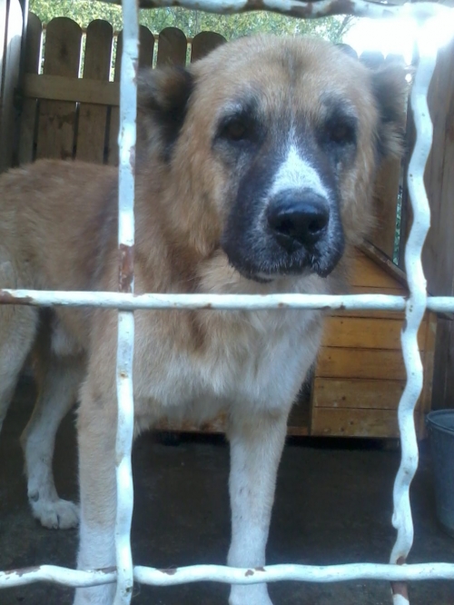 ქართული ნაგაზი ლომა