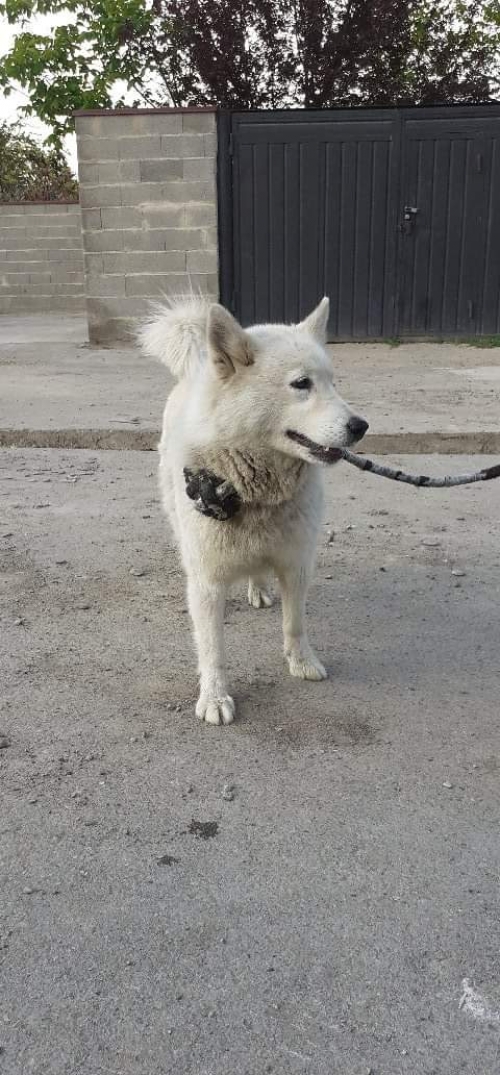 ლაიკა უსახელო