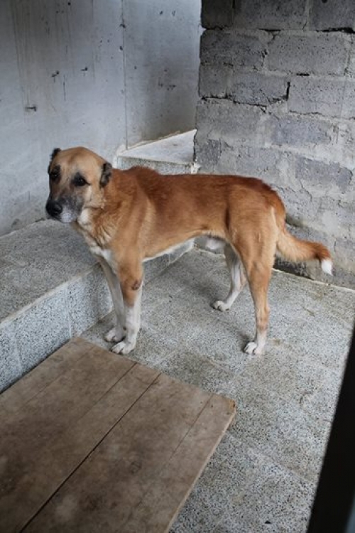 ქართული ნაგაზი ბარსა