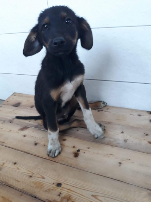 მეტისი ნახალოვკა საწარმო ტკბილი ქვეყანა