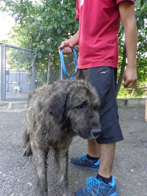 ქართული ქოფაკი უსახელო