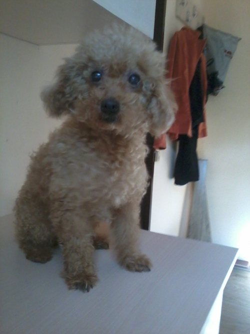 პუდელი ჯესი