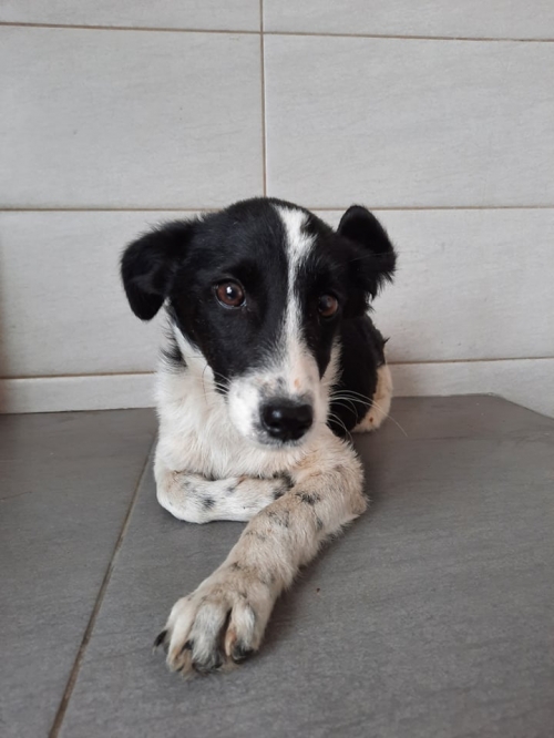 მეტისი მარნეული