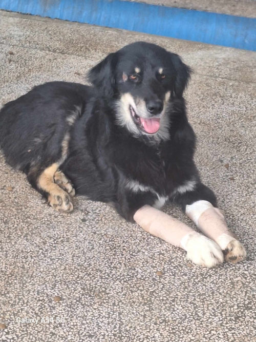 მეტისი ქუთაისი