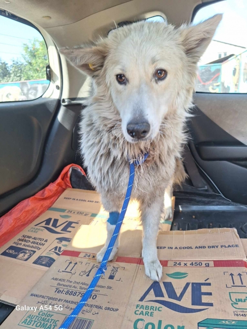 ლაიკა აფრიკა