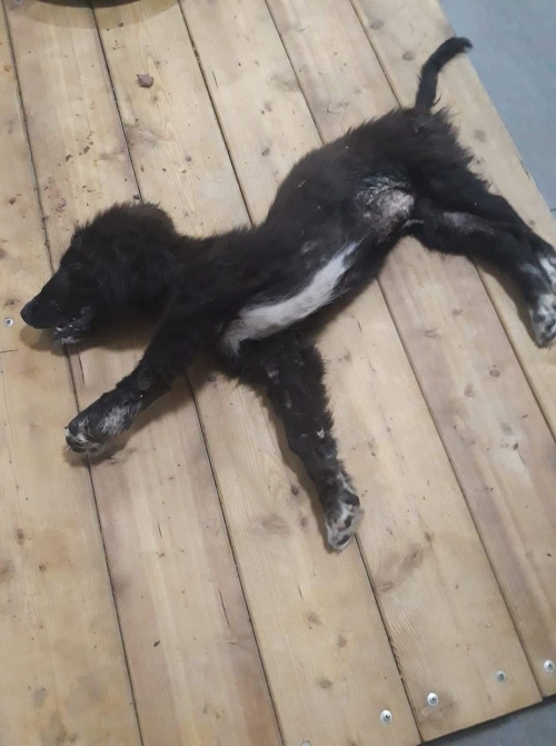 მეტისი უსახელო