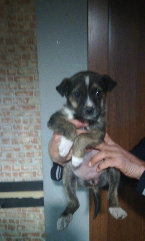 მეტისი გუდაური