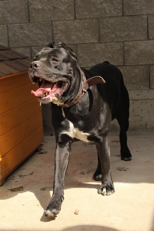 კანე კორსო უსახელო